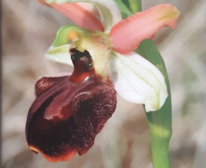 orchidea flora colli berici