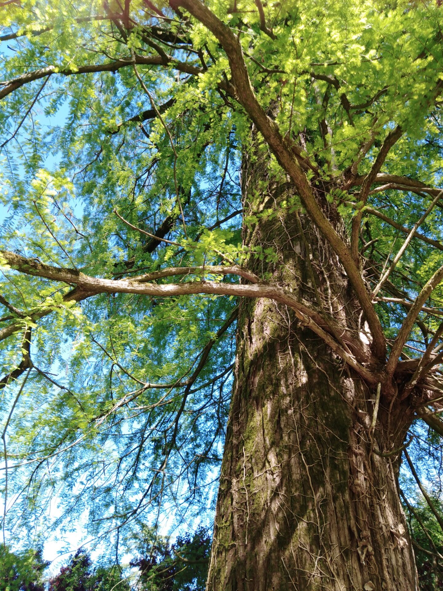 albero