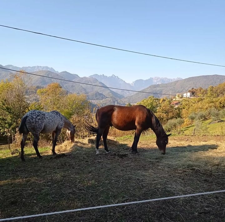 cavalli