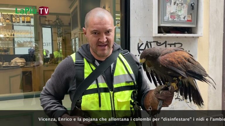 Vicenza, Enrico e la pojana che allontana i colombi per “disinfestare” i nidi e  l’ambiente in piazza dei Signori e dintorni