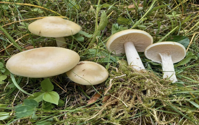 funghi