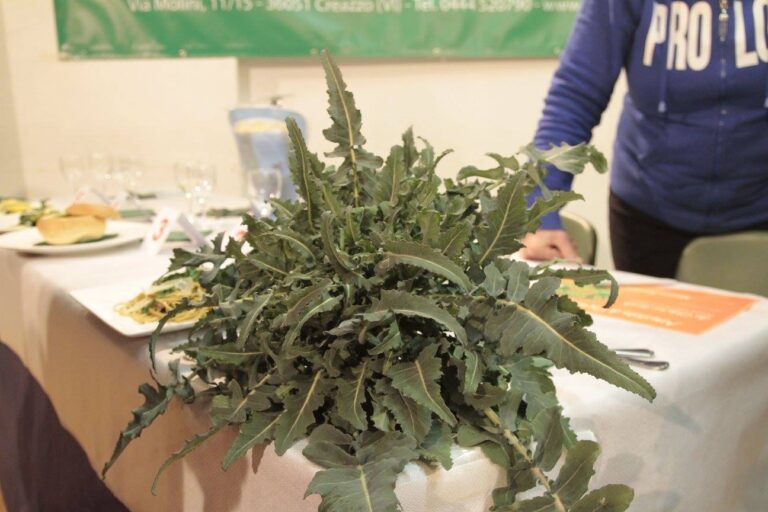 Il Broccolo Fiolaro torna ad animare Creazzo: al via venerdì la festa che celebra il gustoso ortaggio