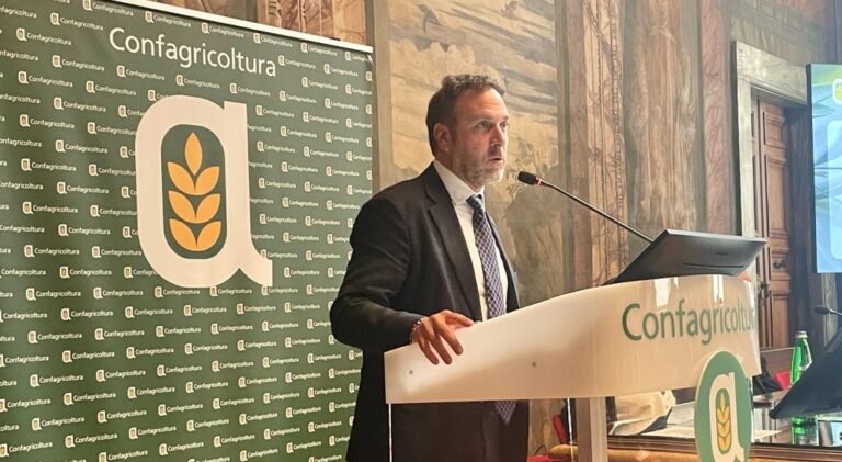 Liguria, Piana “Riconoscimento Igp oliva Taggiasca fondamentale”