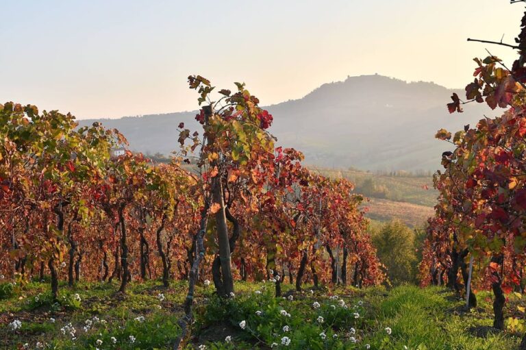 Vino, approvata la modifica del disciplinare della DOP “Roma”