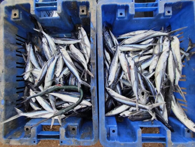 La Regione Sardegna investe 3 milioni in nuovi bandi per una pesca più sostenibile