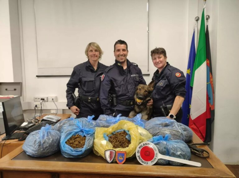 A Milano sequestrati 7 kg di marijuana nascosta in un orto