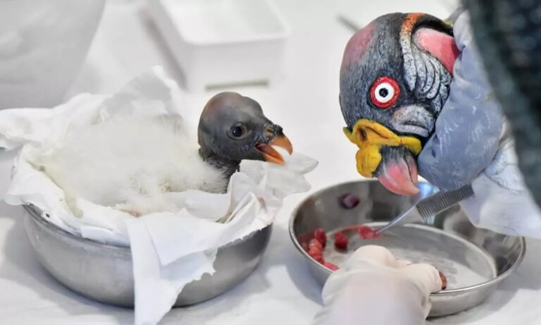 Al Bioparco di Roma è nato un raro avvoltoio Papa