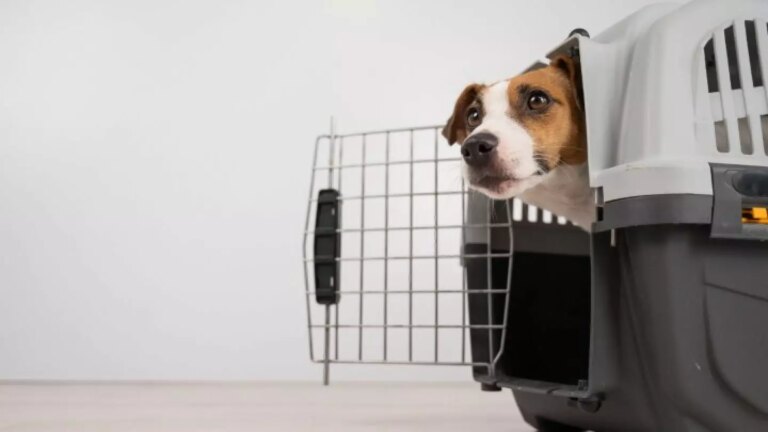 Via libera di Enac agli animali domestici in cabina, diventa più semplice farli viaggiare negli aerei