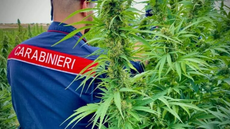 Smantellato a Cagliari un grosso traffico di marijuana tra la Sardegna e il Nord Italia