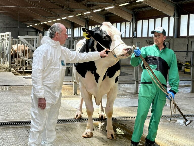 Crisalis, il miglior toro al mondo, è allevato dall’azienda veneta Intermizoo