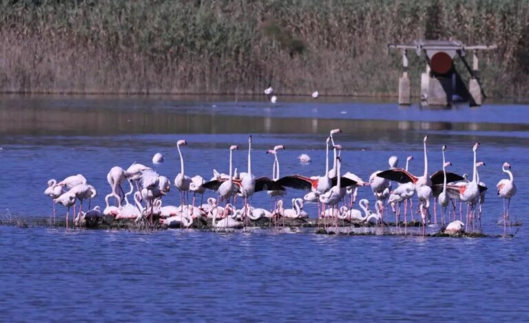 Il fenicottero rosa torna a nidificare nella Riserva naturale “Saline di Priolo”