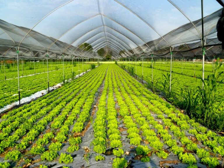 La Regione Calabria pubblica la graduatoria dell’avviso per il sostegno alle imprese agricole
