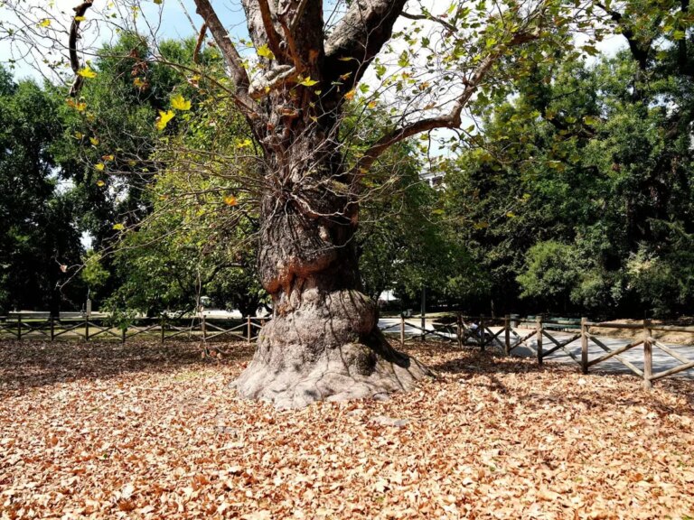 95 nuovi Alberi Monumentali in Italia nell’elenco del Masaf, in totale 4.749