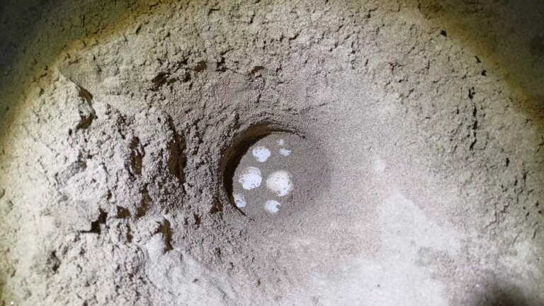 La spiaggia del Circeo culla delle tartarughe Caretta Caretta