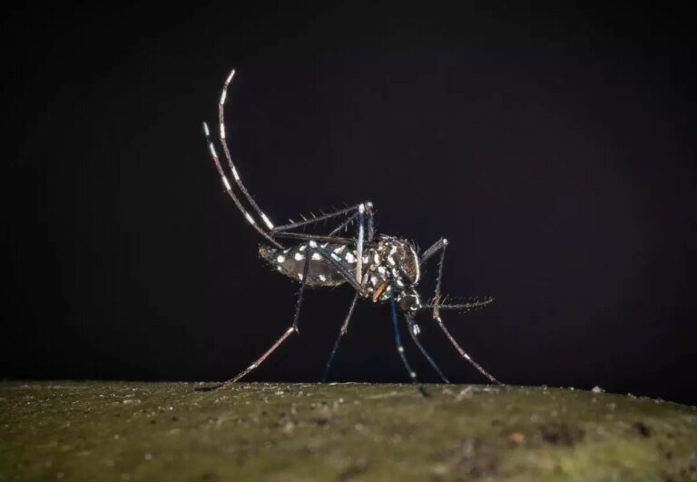 Virus West Nile, 12 nuovi casi nel Lazio: 11 hanno sintomi febbrili