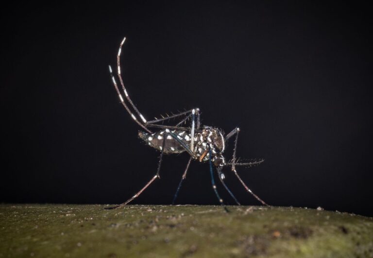 West Nile, il Policlinico di Palermo “Le analisi non confermano il caso di infezione”