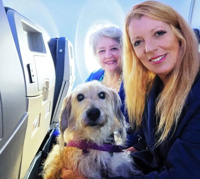 Cani in aereo, Brambilla “L’Italia è all’avanguardia sulla tutela degli animali”
