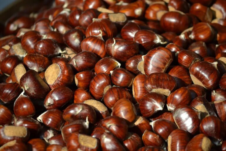Produzione di castagne in Italia: dati e previsioni