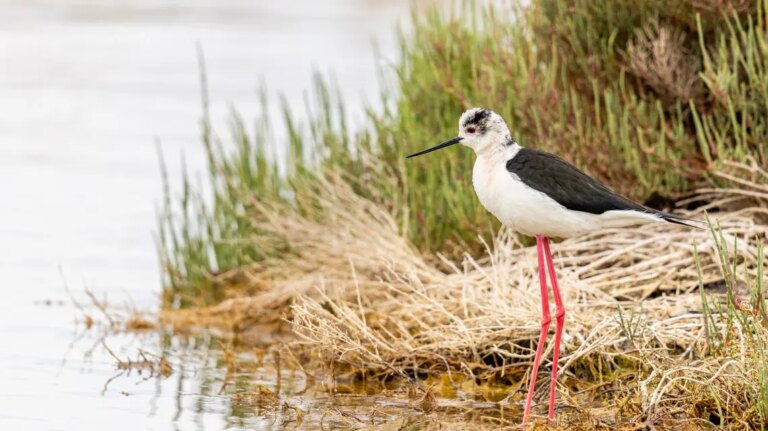 La Sardegna rafforza il monitoraggio di habitat e specie per tutelare la biodiversità e il valore ambientale dei propri territori