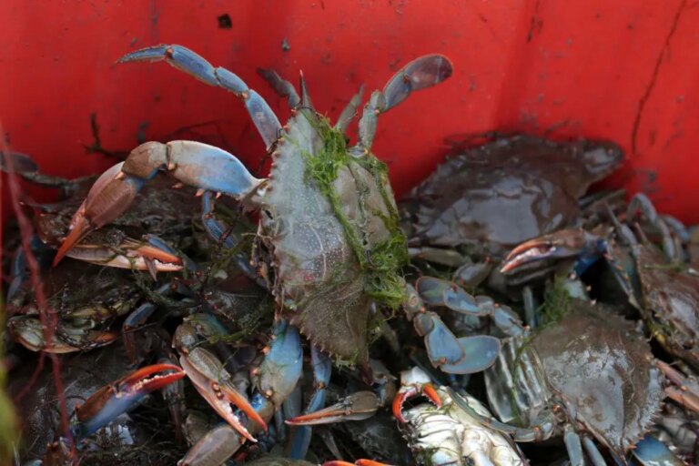Dalla Giunta regionale nuovi bandi a sostegno di pesca e acquacoltura