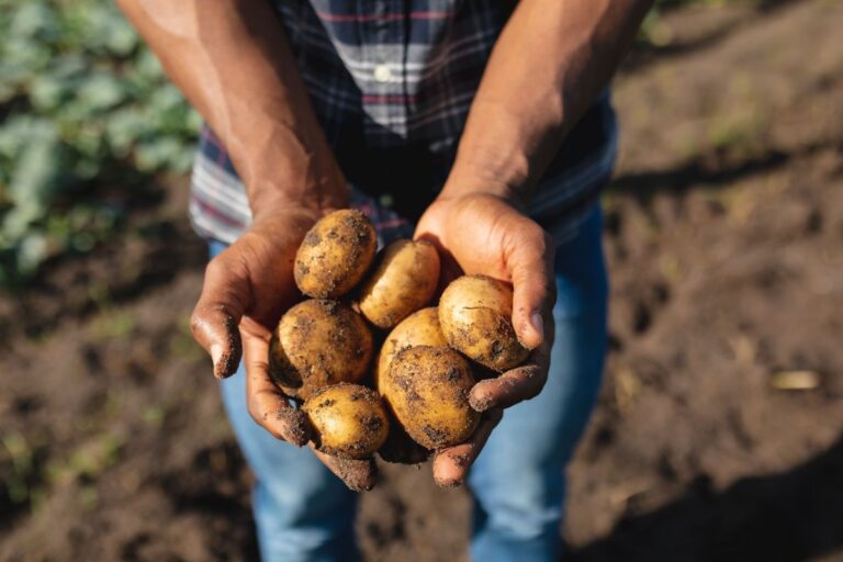 World Food Day, “Potatoes Forever!” celebra la sostenibilità