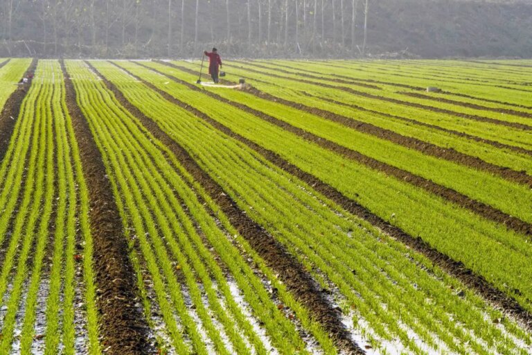 Cina: seminato 70% del grano invernale in tutto Paese (1)