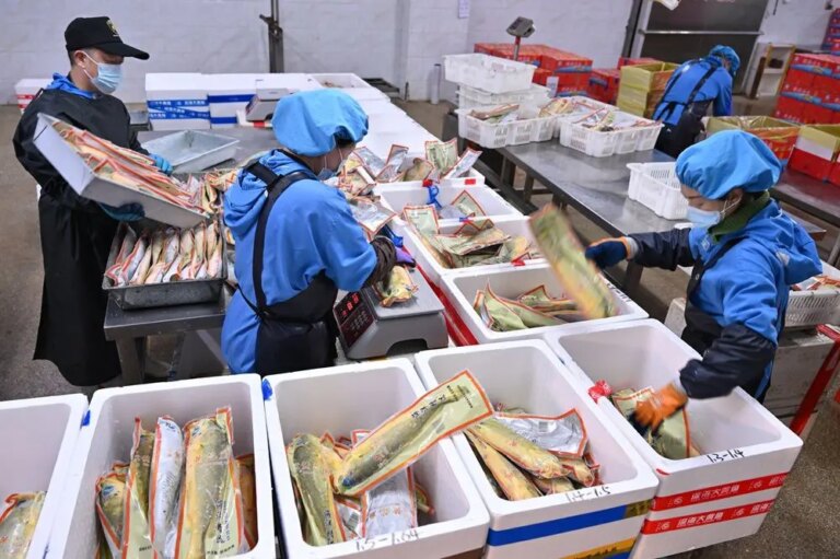 Cina: Ningde punta sull’industria della ricciola gialla (2)