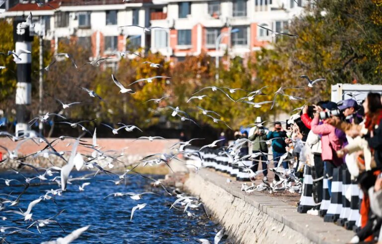 Cina: il fiume Haihe diventa meta per migliaia di gabbiani e visitatori (1)