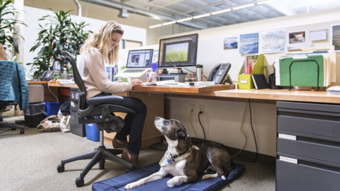 Cane accanto a una postazione di lavoro in ufficio, foto di repertorio