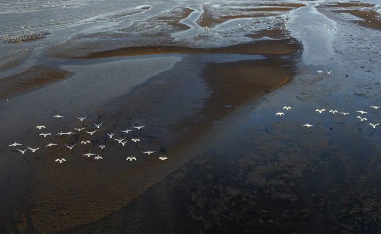 Cina: cigni della tundra riposano sull’estuario del fiume Minjiang (2)