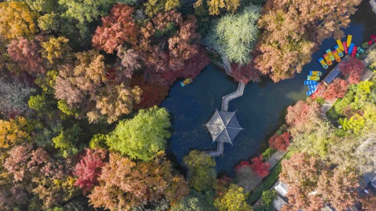 Cina, progressi nella conservazione delle risorse genetiche forestali