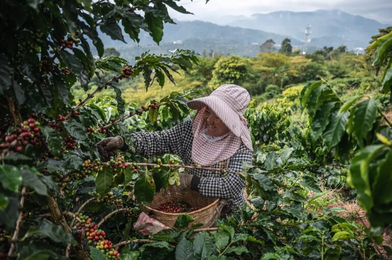 Cina: a Pu’er in corso la raccolta del caffè (2)