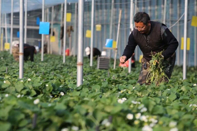 Cina: gli agricoltori si preparano al termine solare della “Grande Neve” (2)