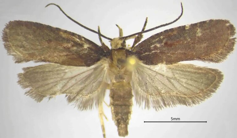 Una nuova specie di falena scoperta dal CREA nelle foreste della Calabria
