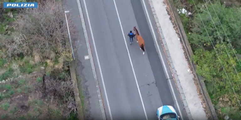 Nel Catanese una corsa clandestina di cavalli, 15 denunciati di cui 2 minori
