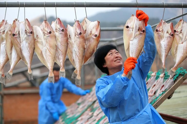 Cina: il processo di essiccazione del pesce nello Shandong (1)