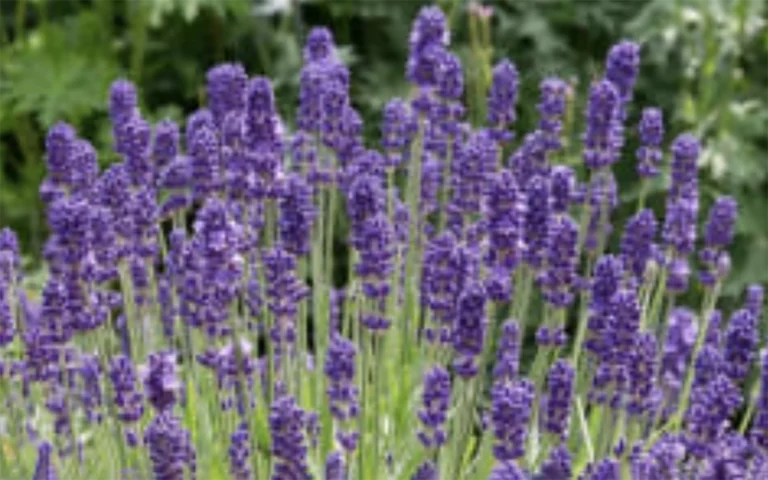 Torri di Teatro, la poesia si sposta in un campo di lavanda