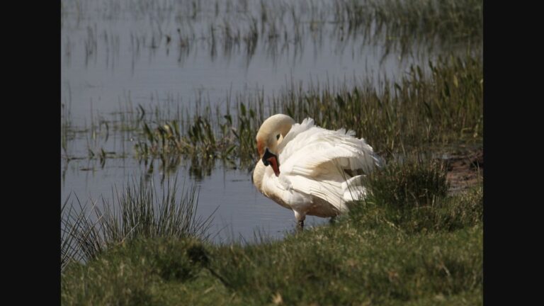 Cigno imbrattato nel Naviglio: ricoverato in condizioni critiche