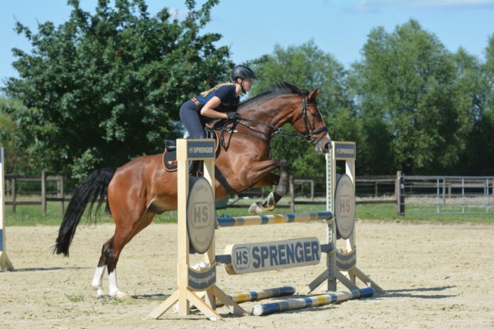 Fieracavalli 2026, cavallo durante una prova di salto ostacoli