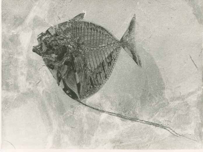 Fossile di Mene rhombea della laguna di Bolca
