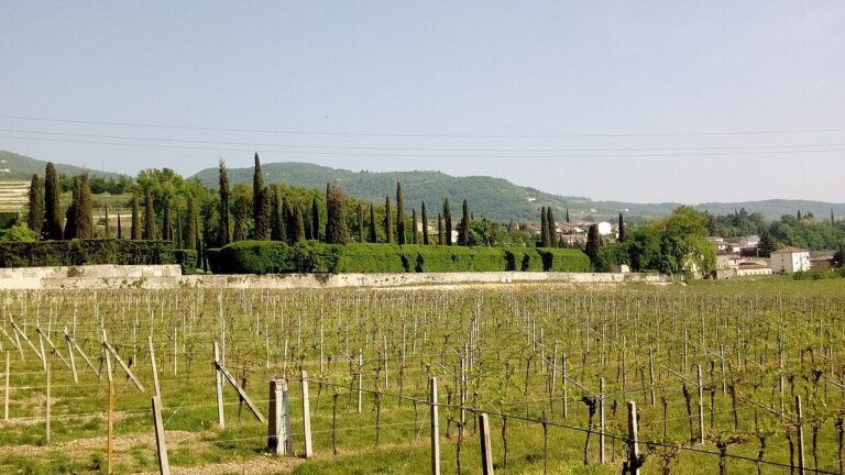 Appuntamento Soave a Verona, oltre trenta cantine tra cultura, terroir e degustazioni