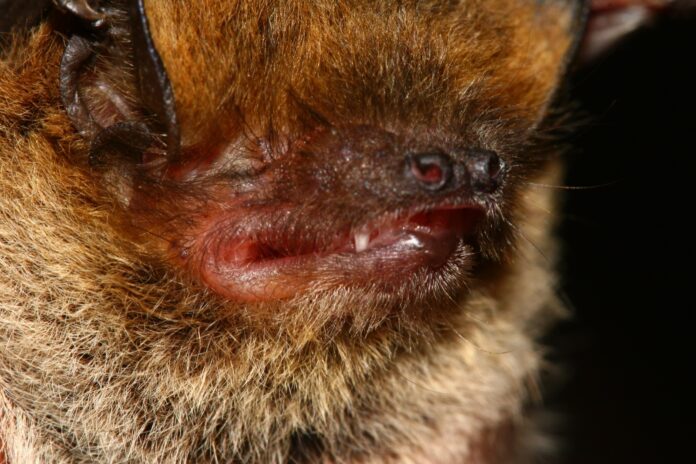 Pipistrelli a Bussolengo, esemplare albolimbato