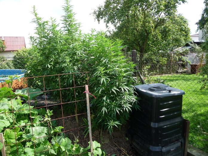 Piante di Cannabis sativa all’aperto, fotografia di repertorio
