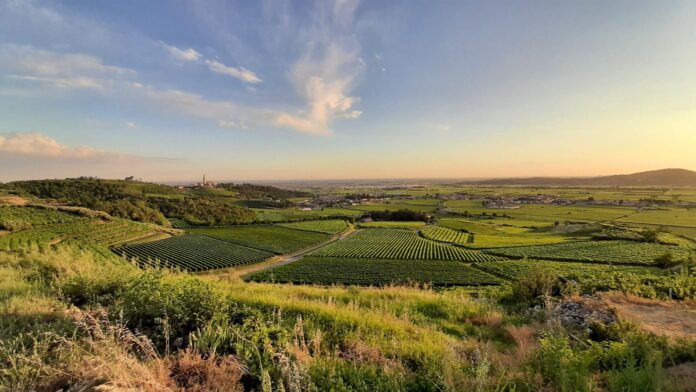 Panorama delle colline e dei vigneti di Colognola ai Colli, foto di repertorio del 2021