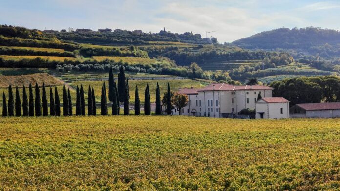 Vigneti, cipressi e colline nella vallata di Marcellise