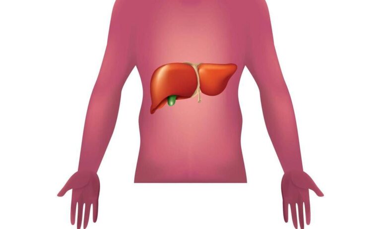 Malattie autoimmuni del fegato, nuova strategia con nanovettori in studio italiano