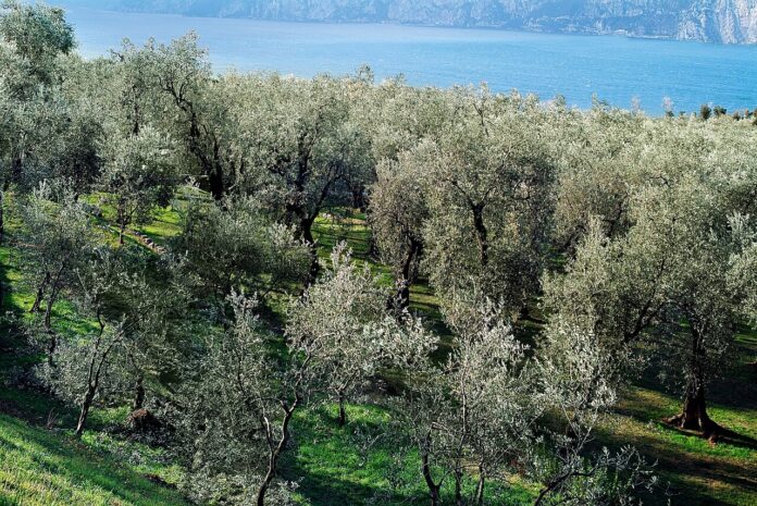 Oliveti sul lago di Garda, patrimonio al centro del monitoraggio olivicolo