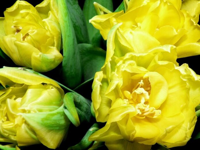 Tulipani gialli in fiore, foto di repertorio